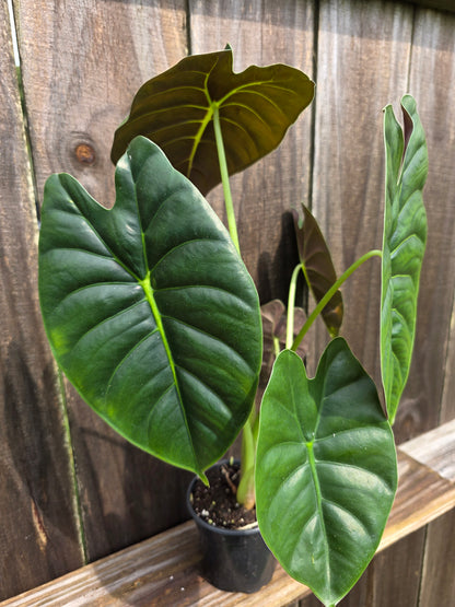 Alocasia Golden Bone