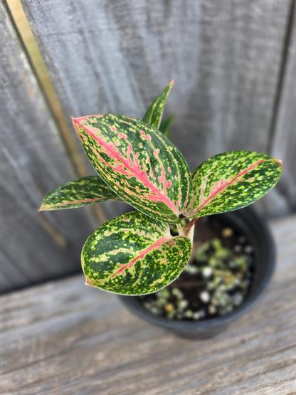 Aglaonema Golden Powder 4"