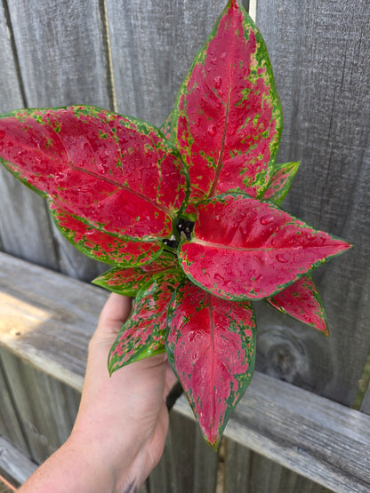 Aglaonema Black Maroon 4"