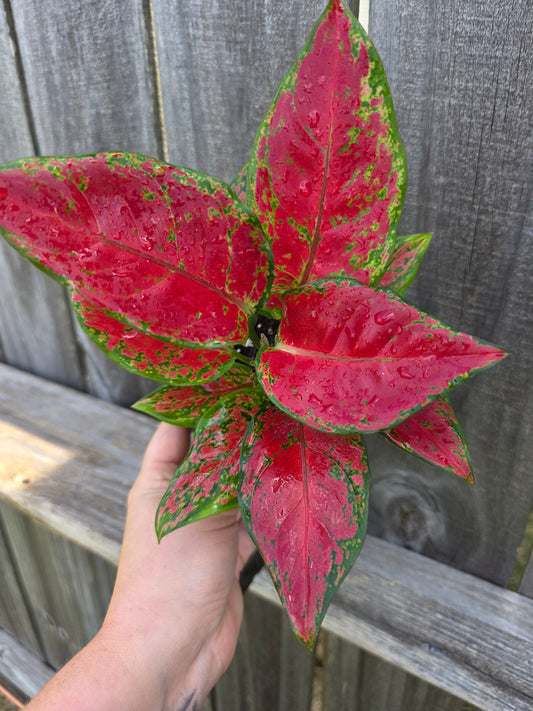 Aglaonema Black Maroon 4"