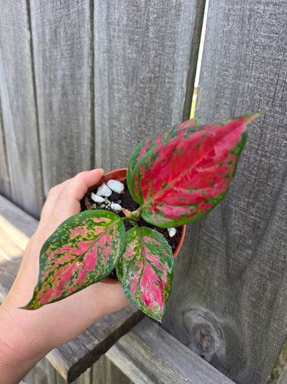Aglaonema Very Red 4"