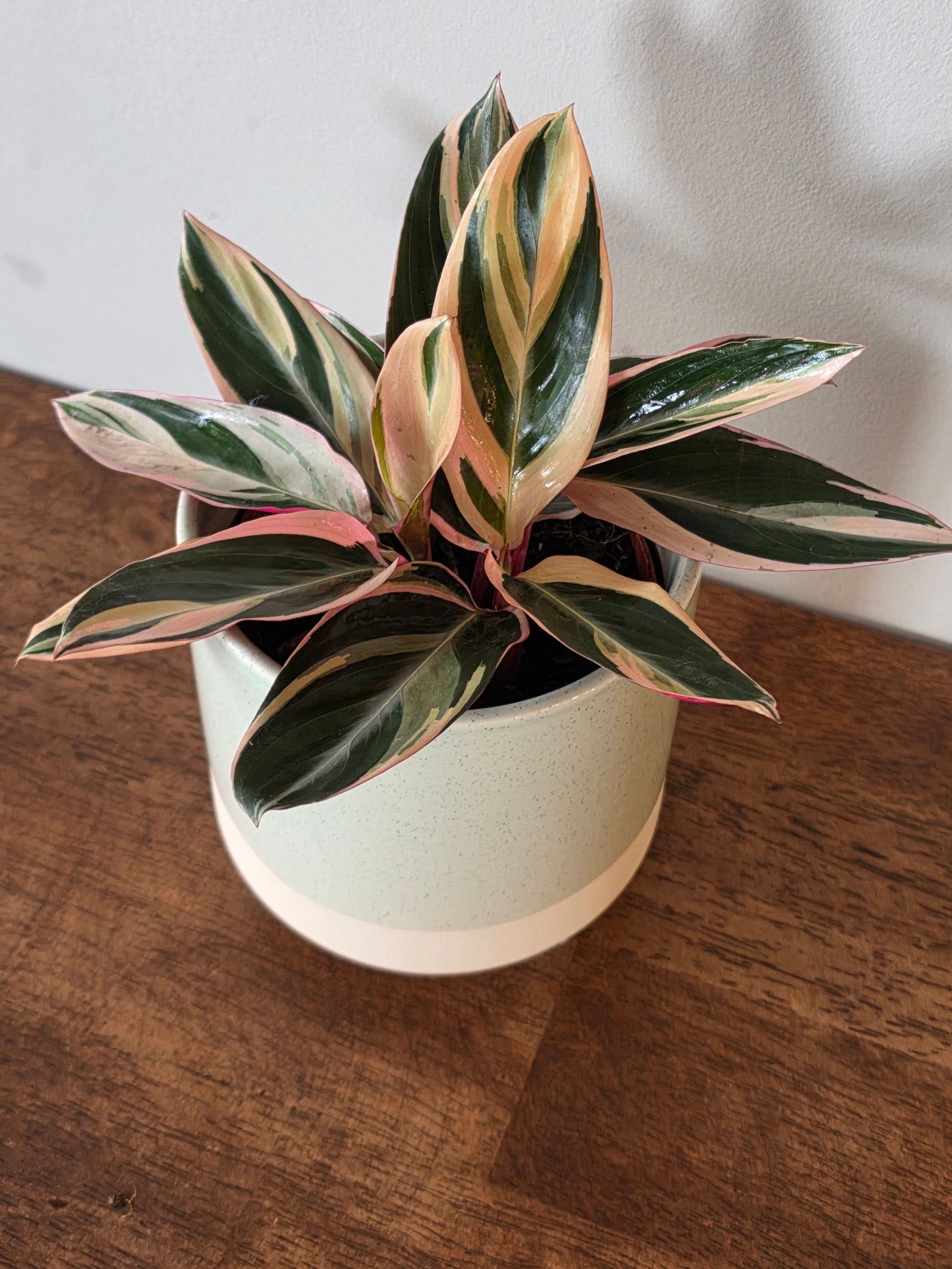 Stromanthe Triostar