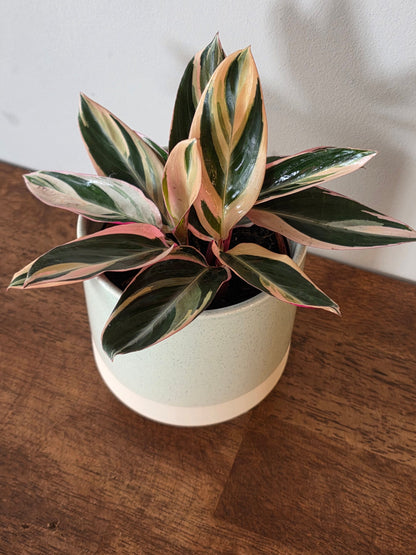Stromanthe Triostar