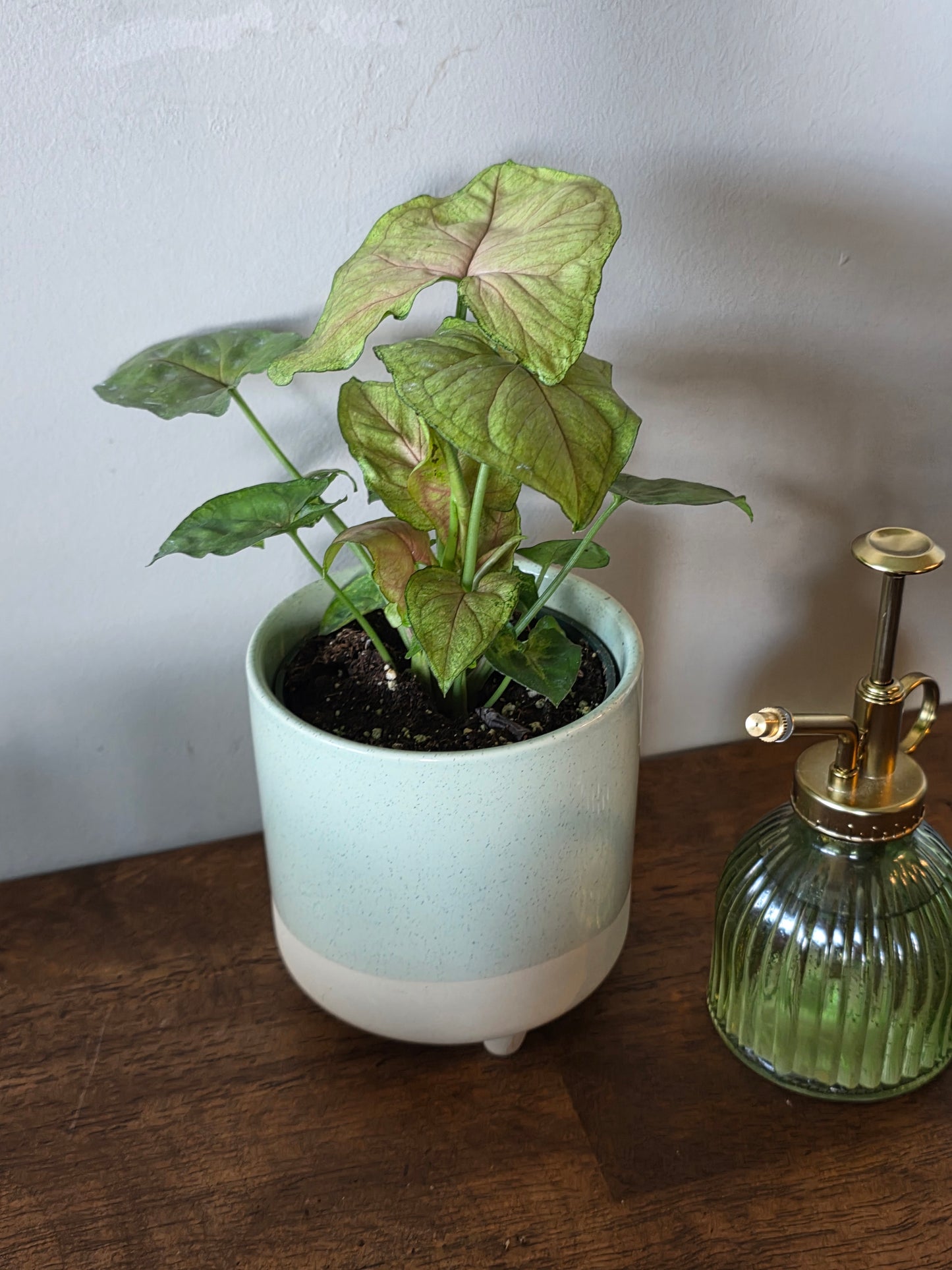 Syngonium Candy Berry