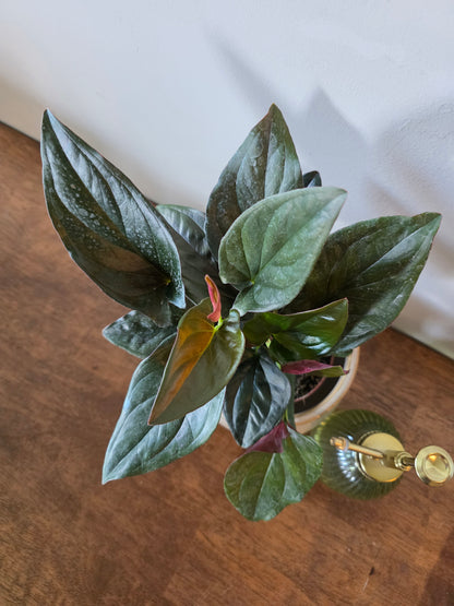 Syngonium Red Arrow