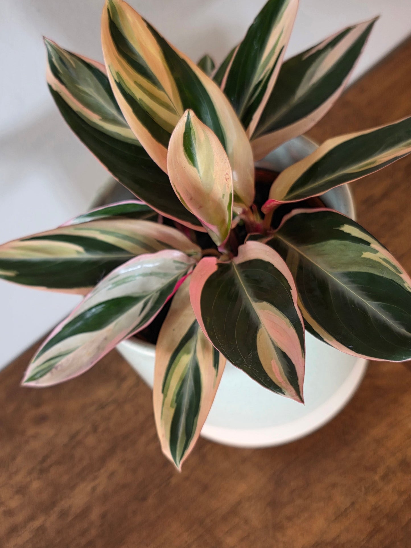 Stromanthe Triostar