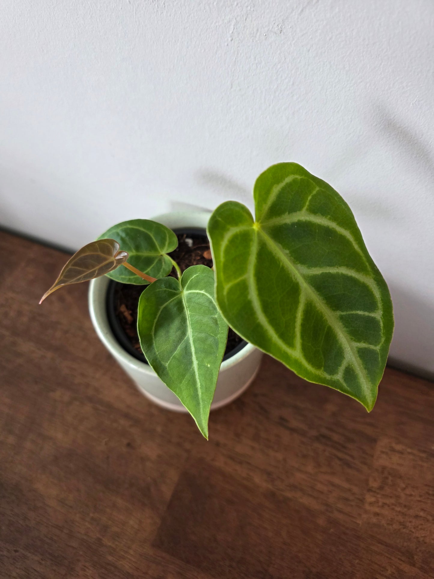 Anthurium Regale Hybrid