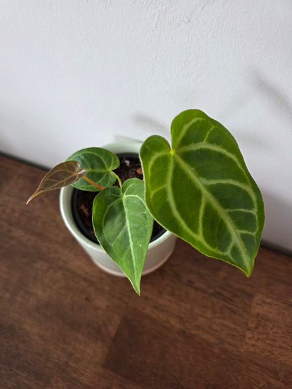 Anthurium Regale Hybrid