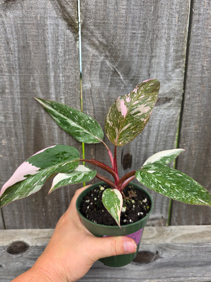 Philodendron Pink Princess Marble