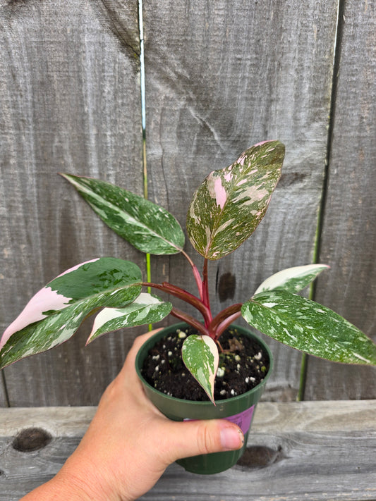 Philodendron Pink Princess Marble