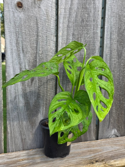 Monstera Adansonii Wide