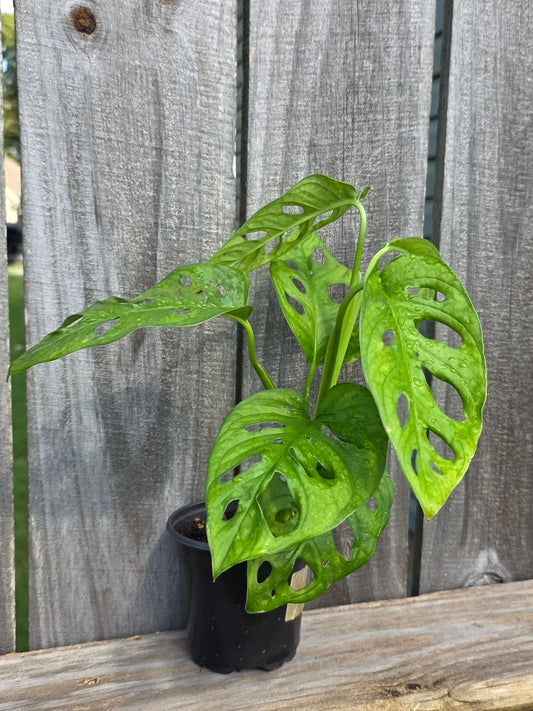 Monstera Adansonii Wide