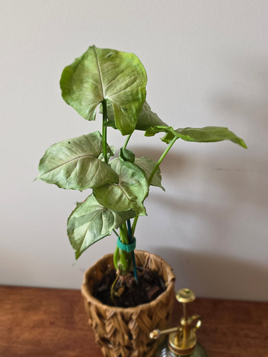 Syngonium Green Splash