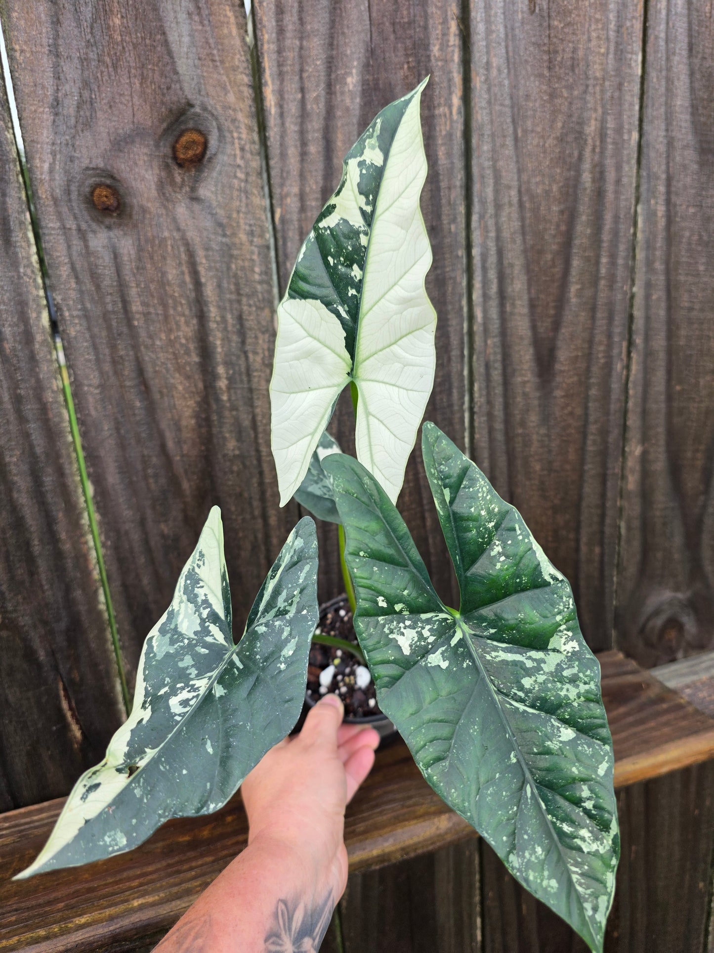 Alocasia Simpo Albo