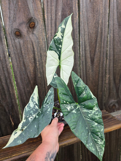 Alocasia Simpo Albo