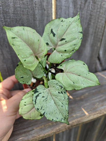 Syngonium Green Splash
