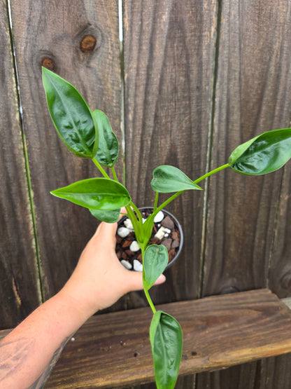 Alocasia Tiny Dancer