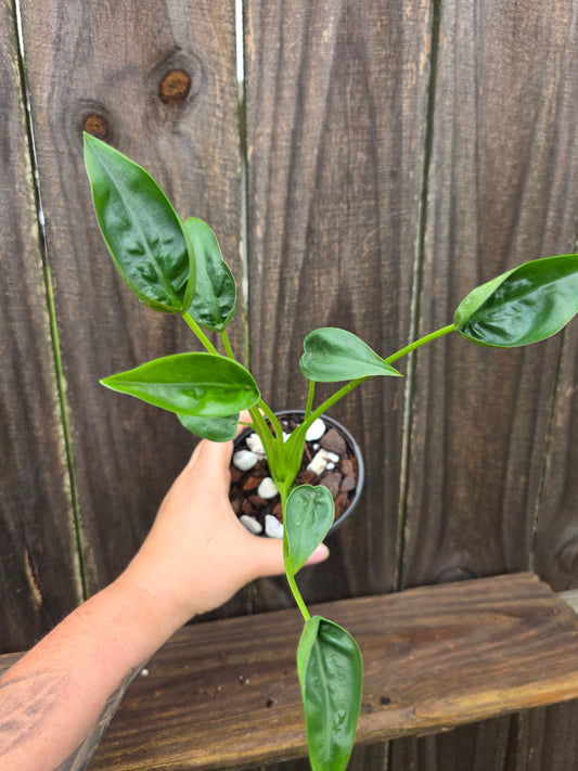 Alocasia Tiny Dancer