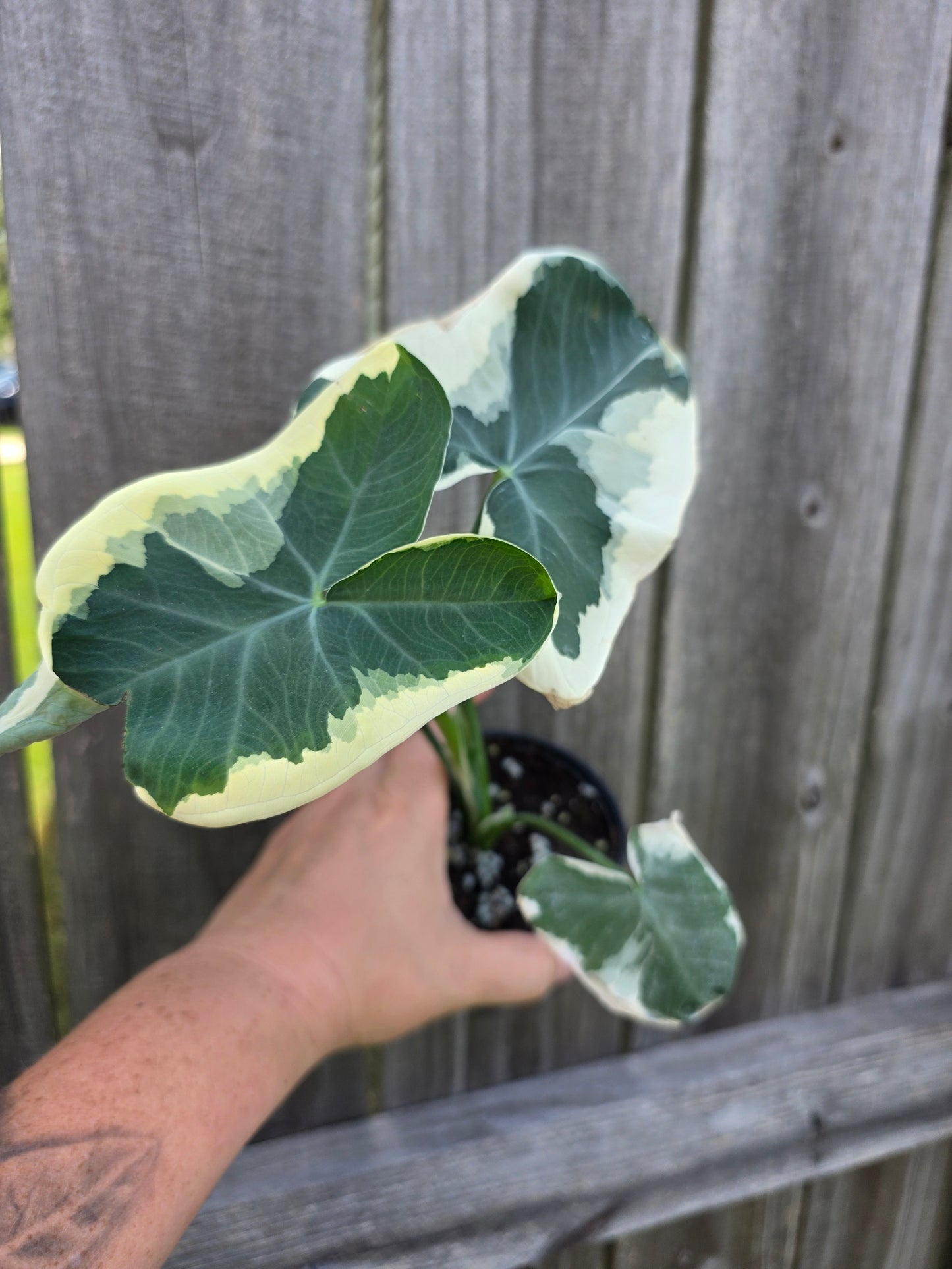 Alocasia Mickey Mouse 4"