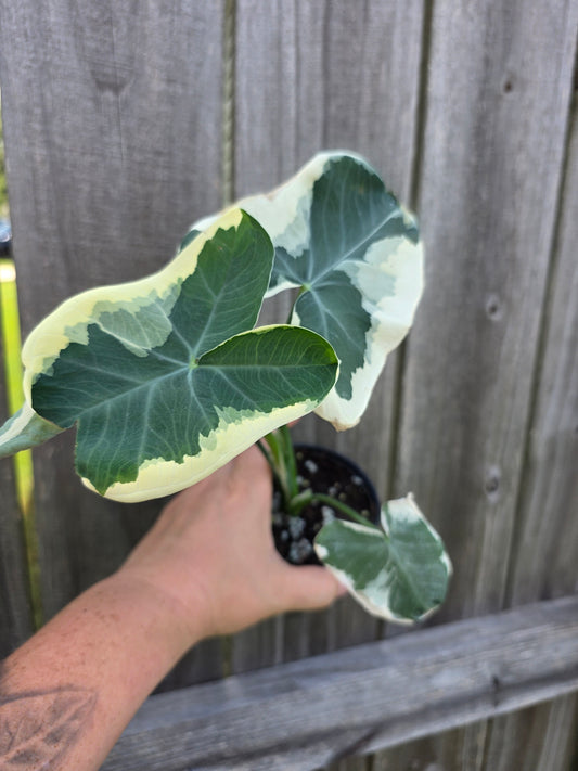Alocasia Mickey Mouse 4"