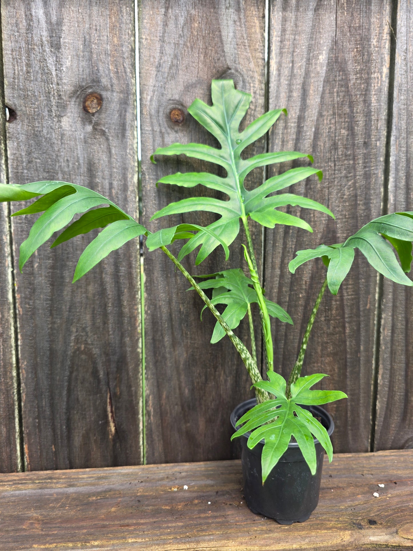 Alocasia Brancifolia