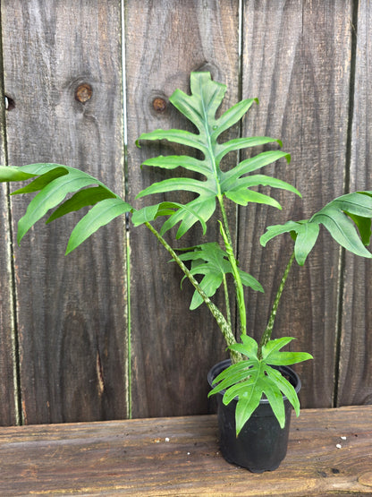 Alocasia Brancifolia