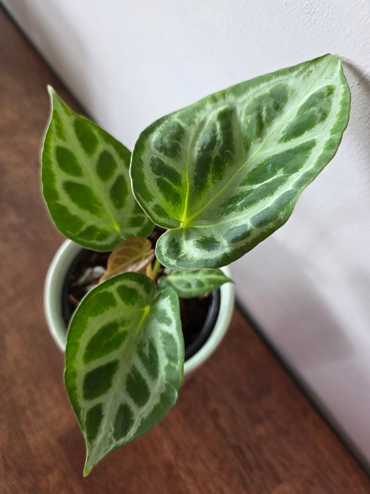 Anthurium Silver Blush