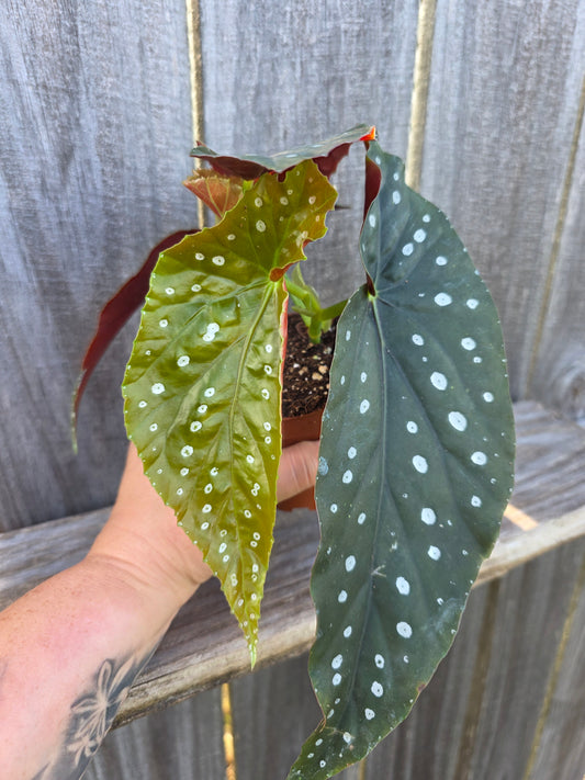 Begonia Harmony's Lonestar Aussie 4"