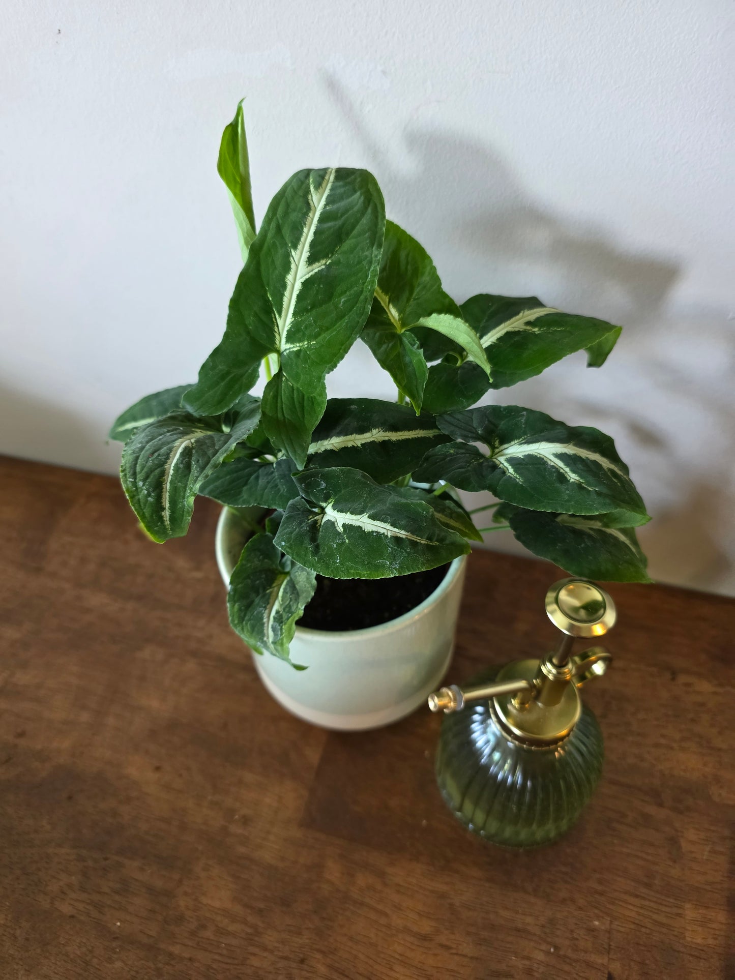 Syngonium Wendlandii