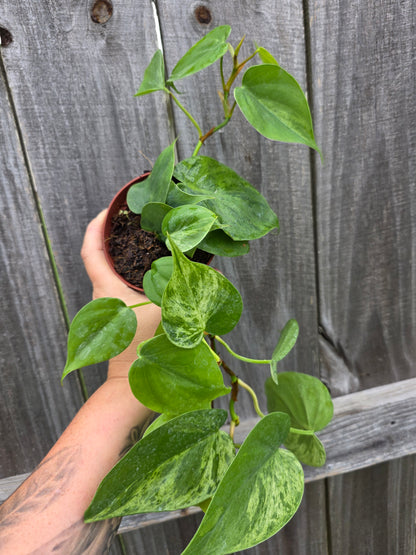 Philodendron Heart Leaf Variegated