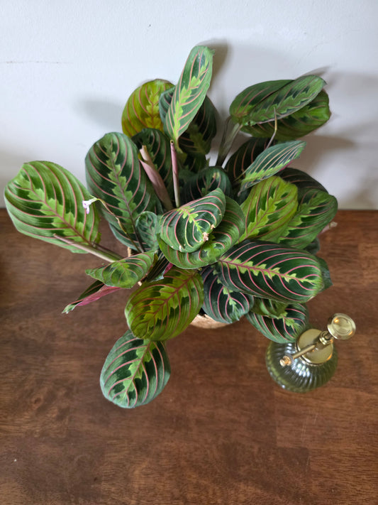 Maranta Leuconeura (Red)