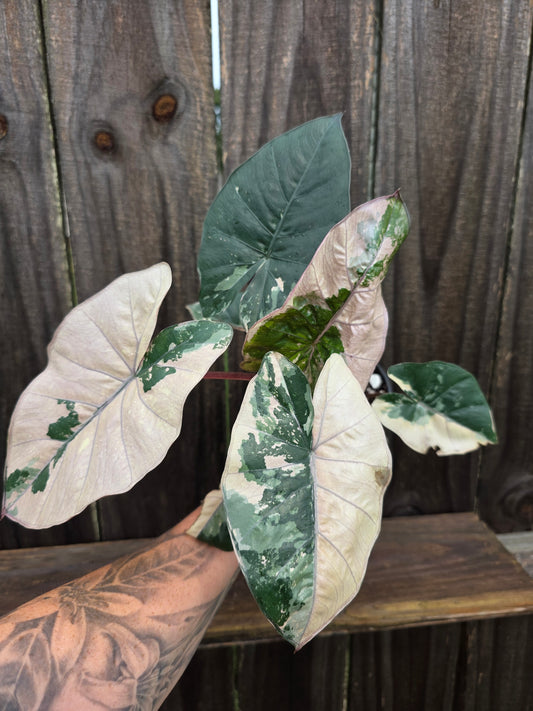 Alocasia Yucatan Princess Variegated