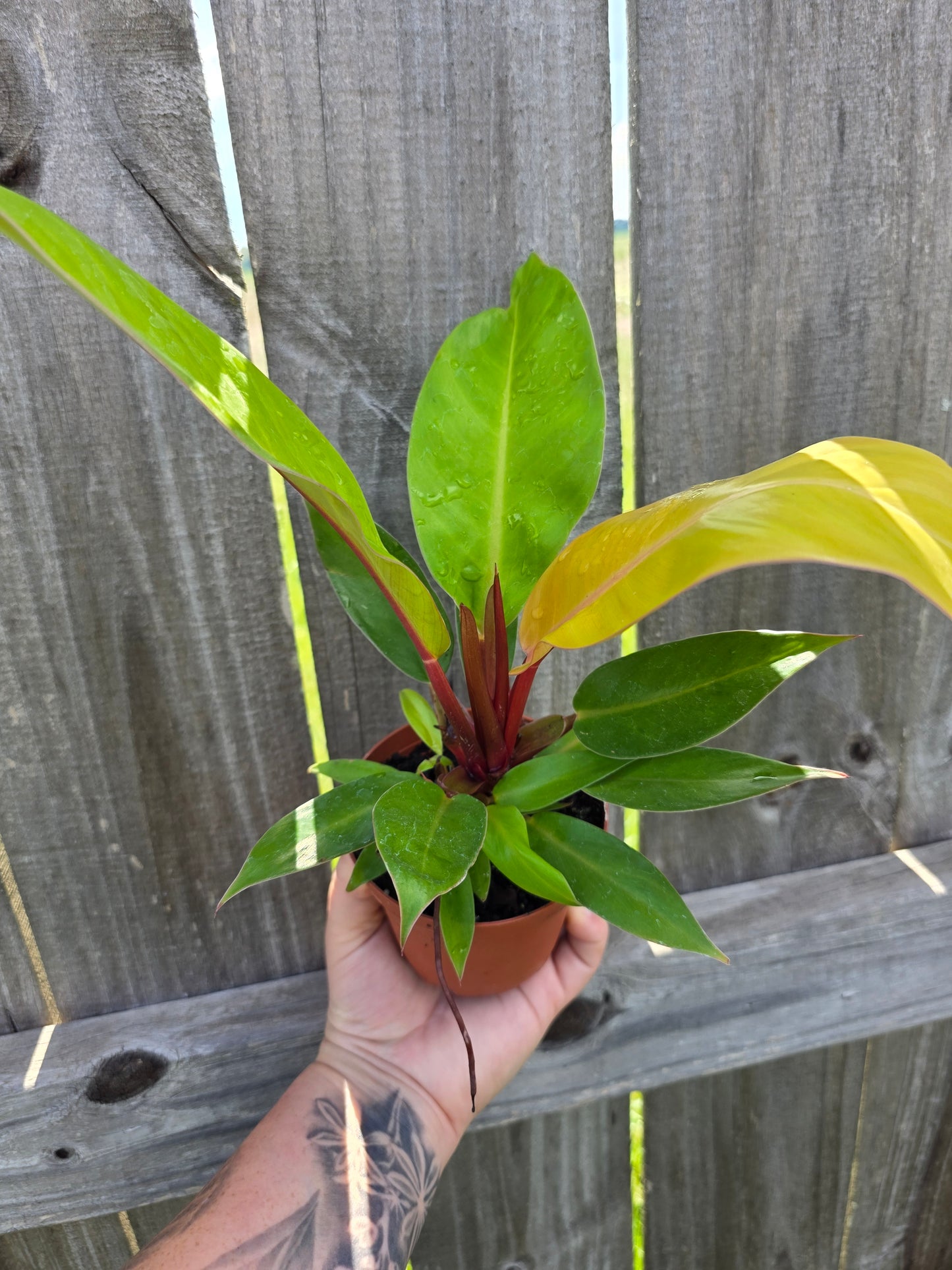 Philodendron Prince of Orange