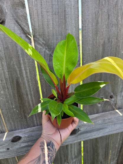Philodendron Prince of Orange