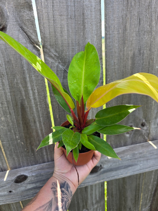 Philodendron Prince of Orange