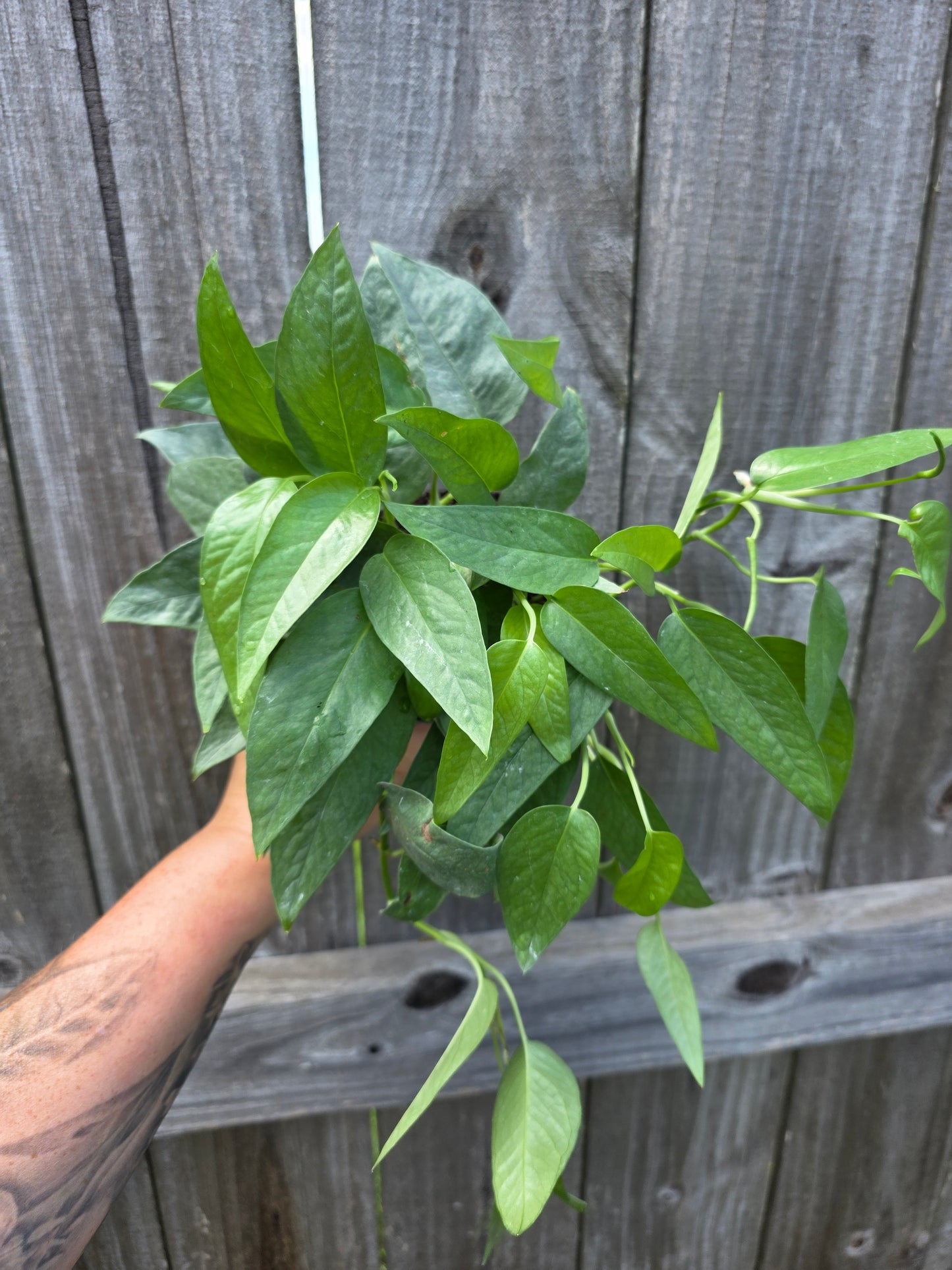 Cebu Blue Pothos