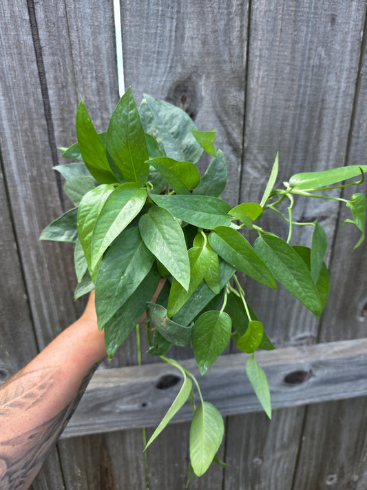 Cebu Blue Pothos