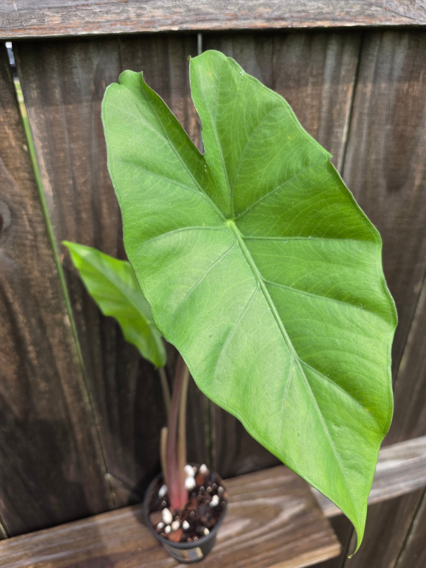 Alocasia Foam