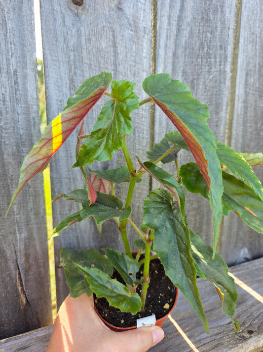 Begonia Harmony's Ginny 4"
