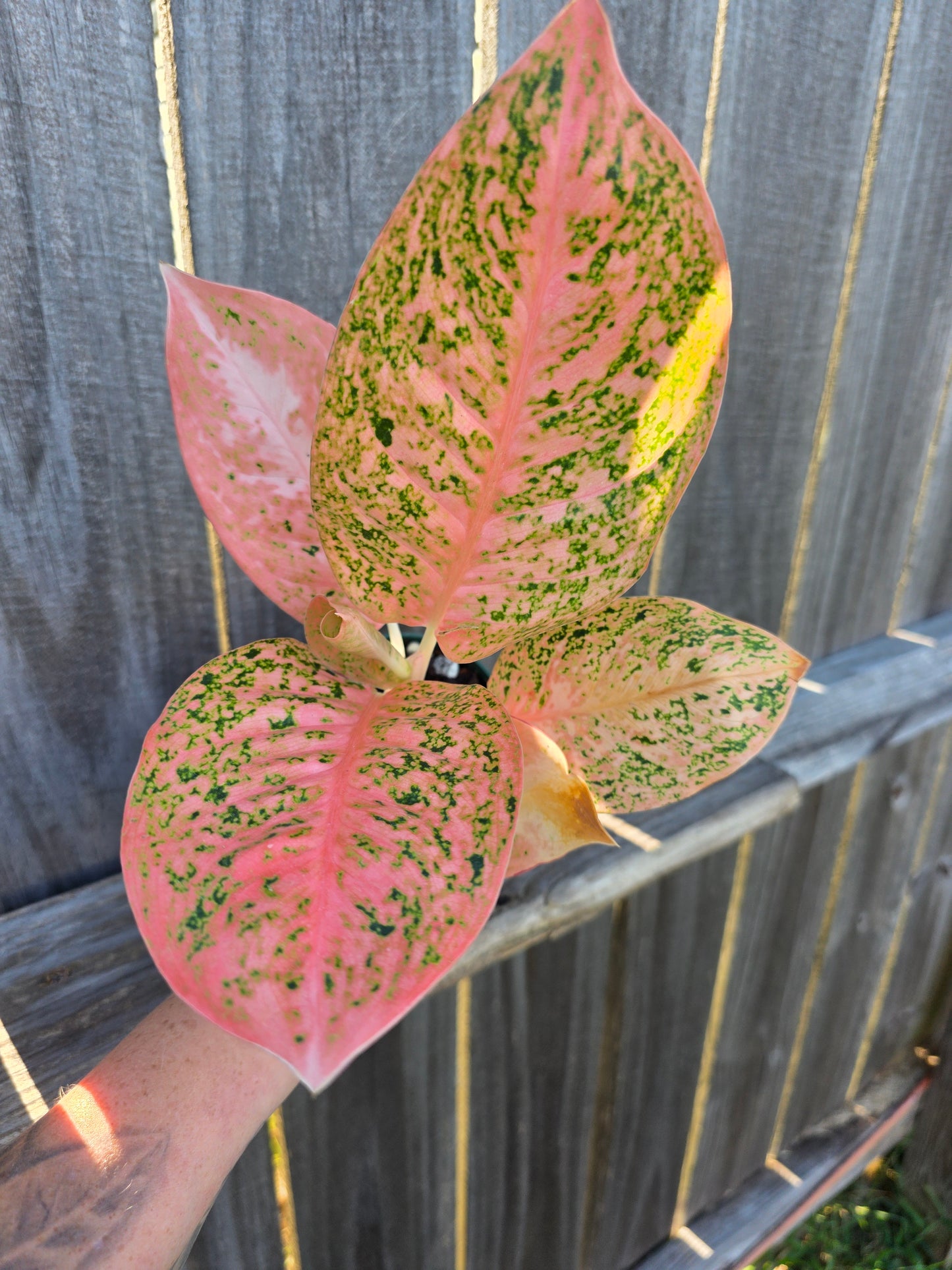 Aglaonema Orange Stardust 4"