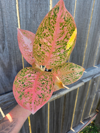 Aglaonema Orange Stardust 4"
