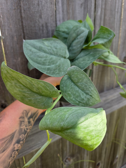 Scindapsus Platinum