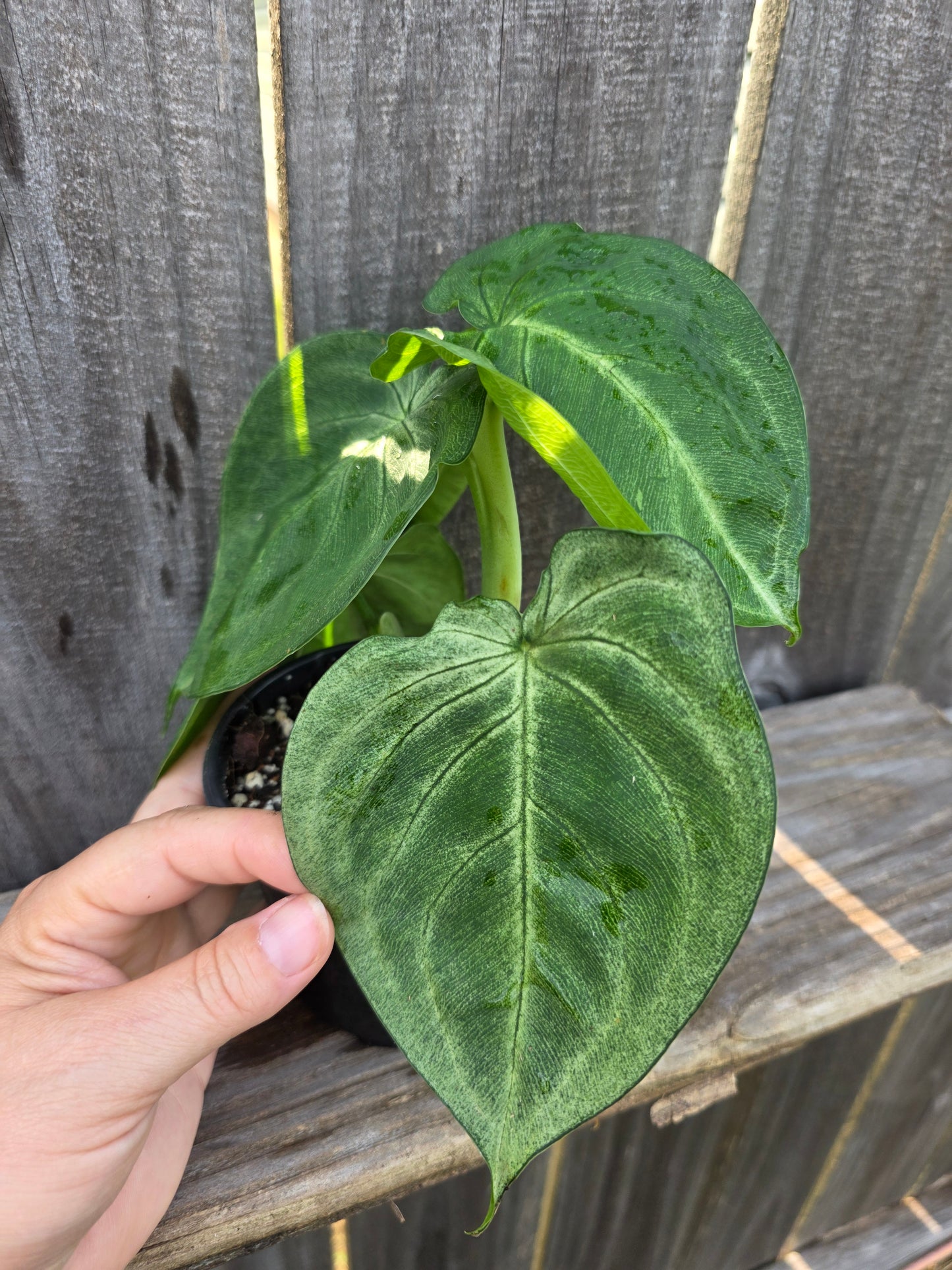 Syngonium Ice Frost