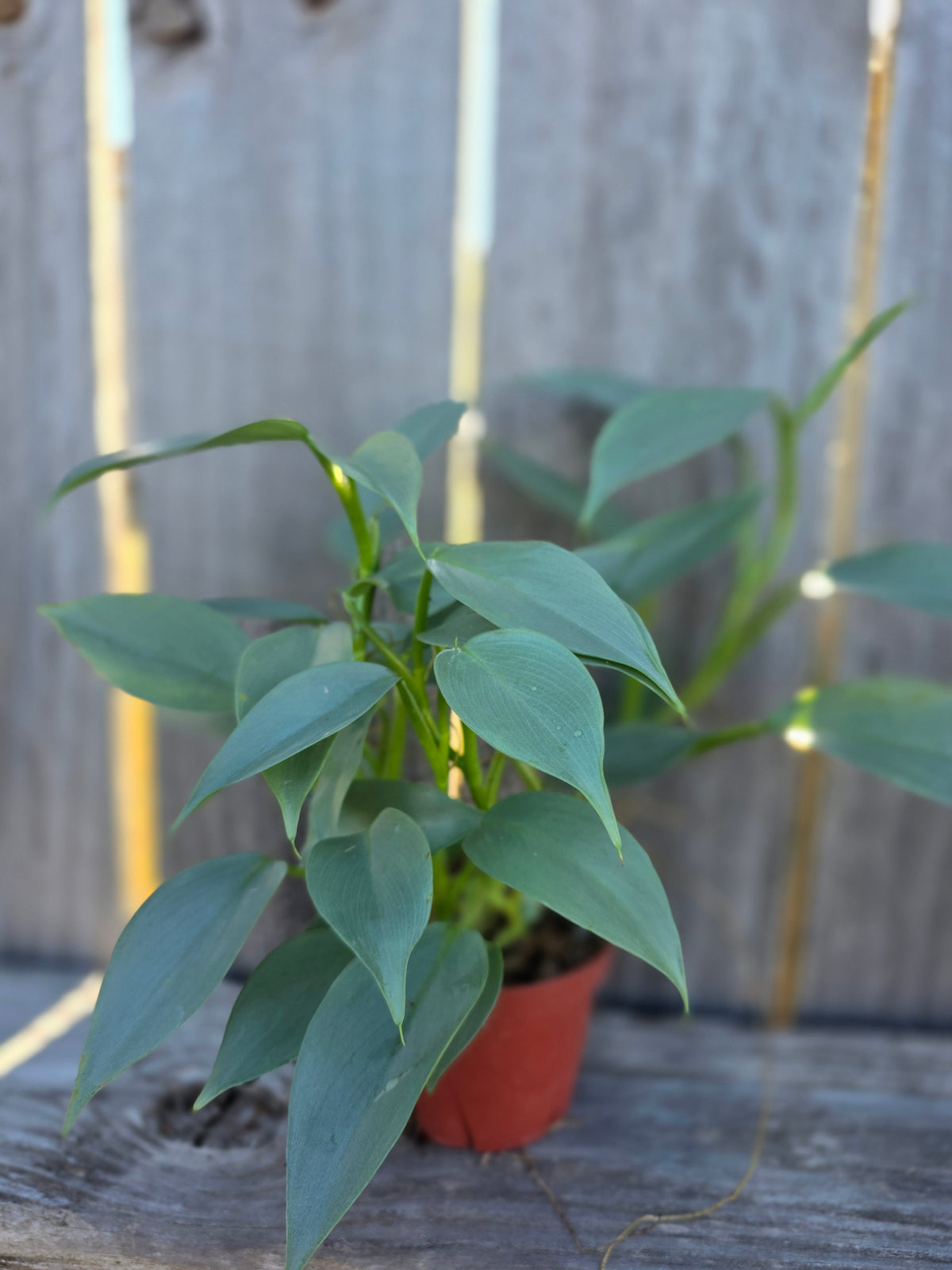 Philodendron Silver Sword