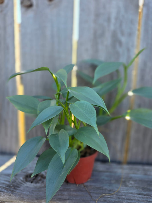 Philodendron Silver Sword
