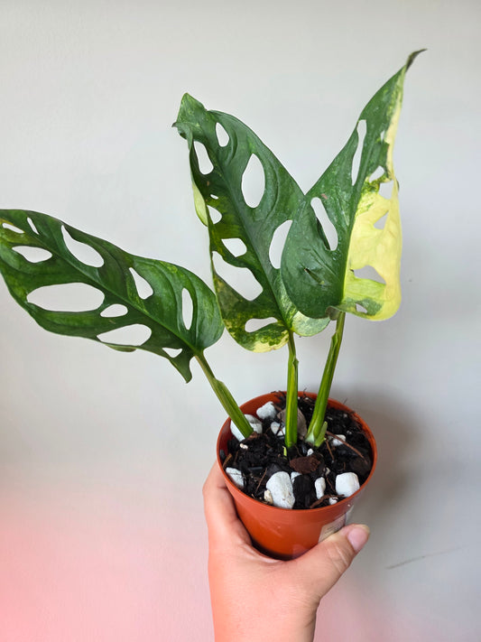 Monstera Adansonii Aurea