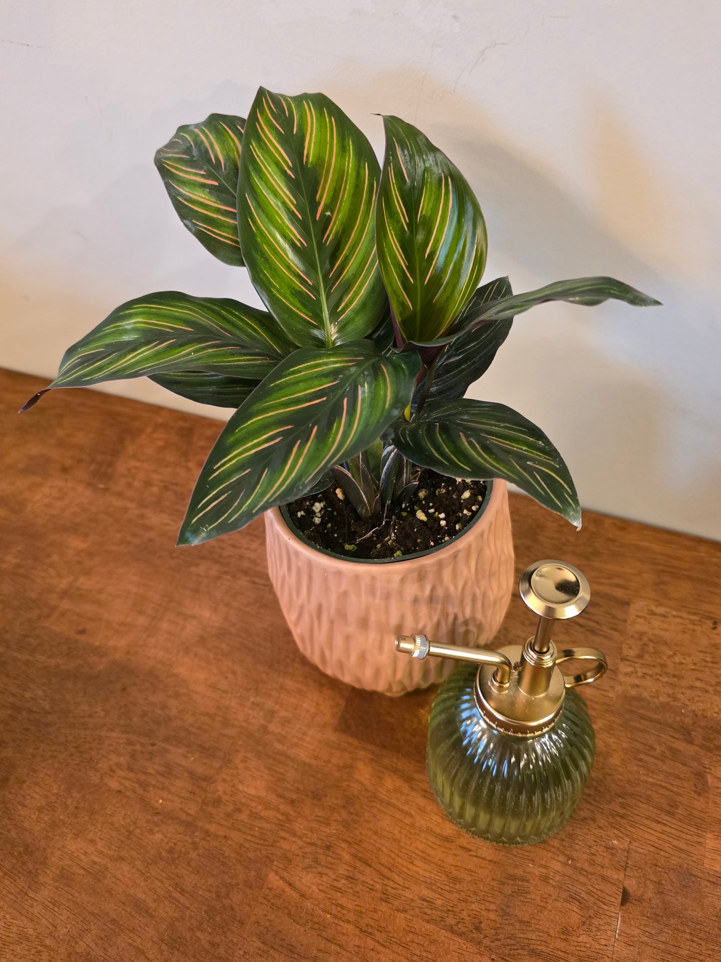 Calathea Ornata (Pinstripe)