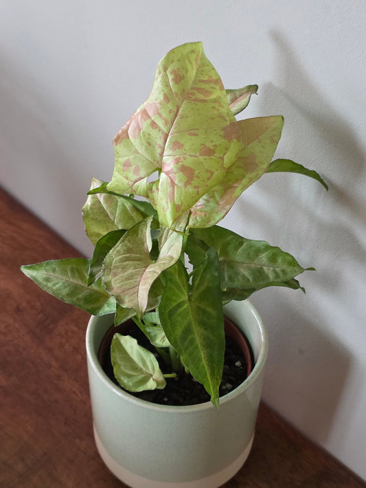 Syngonium Milk Confetti