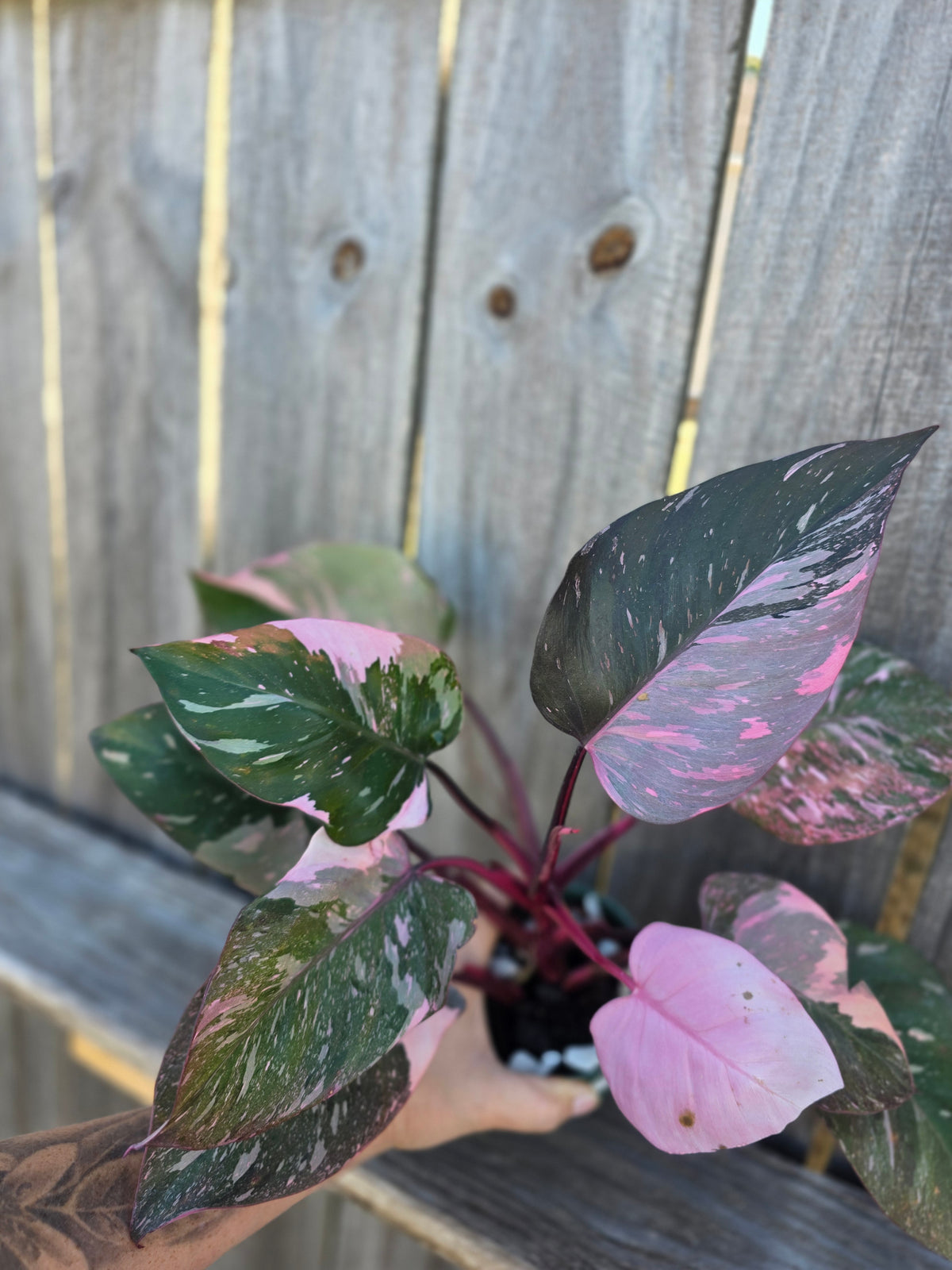 Philodendron Scarlet Princess 4"