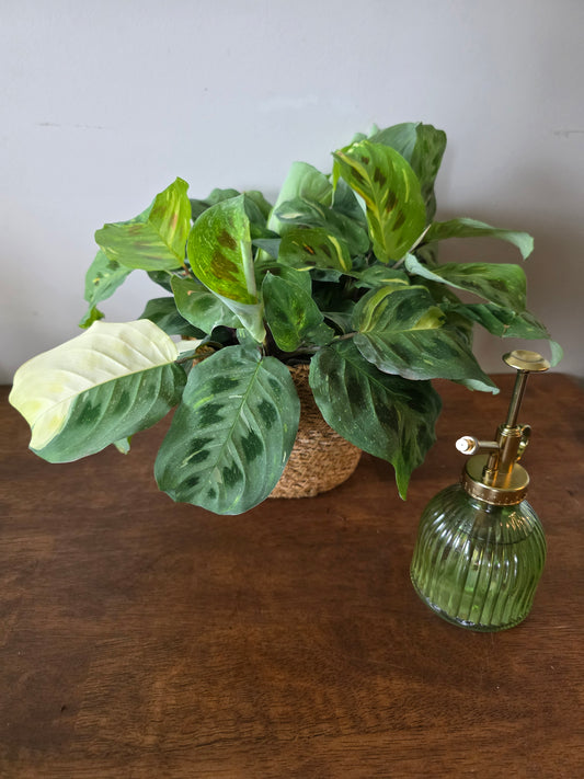 Maranta Leuconeura 'Beauty Kim'